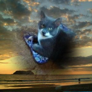 Meet your Posher, Paula